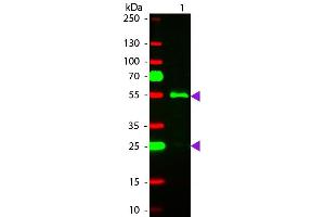 Western Blotting (WB) image for Rabbit anti-Human IgG (Heavy Chain) antibody (TRITC) - Preadsorbed (ABIN101603)