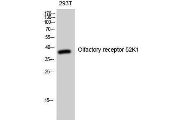 OR52K1 Antikörper  (Internal Region)