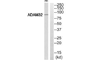 Western blot analysis of extracts from 293 cells, using ADAM32 antibody. (ADAM32 Antikörper  (Internal Region))