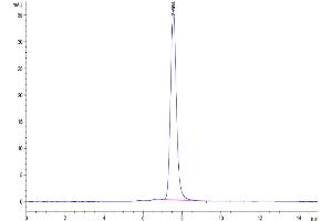 Size-exclusion chromatography-High Pressure Liquid Chromatography (SEC-HPLC) image for Plasminogen Activator, Urokinase Receptor (PLAUR) (AA 23-305) protein (Fc Tag) (ABIN7275406)