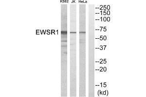 Western blot analysis of extracts from HeLa cells, Jurkat cells and K562 cells, using EWSR1 antibody. (EWSR1 Antikörper  (Internal Region))