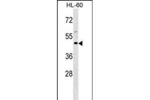 BSG Antibody (Center) (ABIN1538710 and ABIN2848786) western blot analysis in HL-60 cell line lysates (35 μg/lane). (CD147 Antikörper  (AA 96-124))