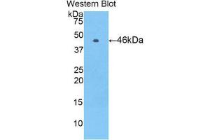Western Blotting (WB) image for anti-Vitamin K-dependent protein C (PROC) (AA 53-445) antibody (ABIN1860319) (PROC Antikörper  (AA 53-445))