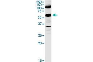 SLC3A2 MaxPab rabbit polyclonal antibody. (SLC3A2 Antikörper  (AA 1-529))