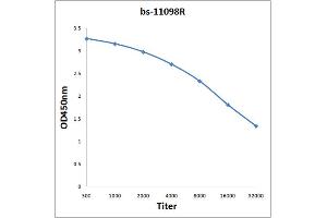 Antigen: 0. (NLGN1/NLGN2 (AA 251-350) Antikörper)