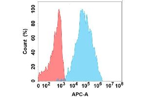 Flow cytometry analysis with Anti-SL on Expi293 cells transfected with human SL (Blue histogram) or Expi293 transfected with irrelevant protein (Red histogram). (CD84 Antikörper)