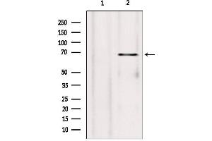 Western blot analysis of extracts from rat heart, using SYVN1 antibody. (SYVN1 Antikörper  (Internal Region))