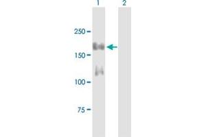 Western Blot analysis of IRS1 expression in transfected 293T cell line by IRS1 MaxPab polyclonal antibody. (IRS1 Antikörper  (AA 1-1242))