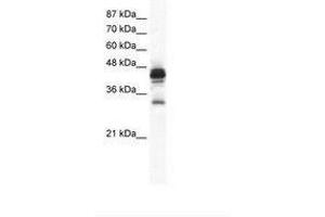 Image no. 1 for anti-Gap Junction Protein, gamma 3, 30.2kDa (GJc3) (C-Term) antibody (ABIN202149) (GJC3 Antikörper  (C-Term))