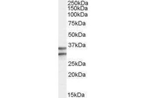 Western Blotting (WB) image for G Protein-Coupled Receptor 3 (GPR3) peptide (ABIN369423) (G Protein-Coupled Receptor 3 (GPR3) Peptid)