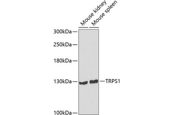 TRPS1 Antikörper  (AA 20-260)