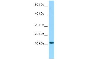 Host: Rabbit Target Name: C19orf10 Antibody Dilution: 1. (C19orf10 Antikörper  (Middle Region))