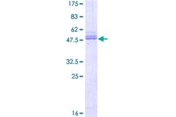 PRRG2 Protein (AA 1-202) (GST tag)