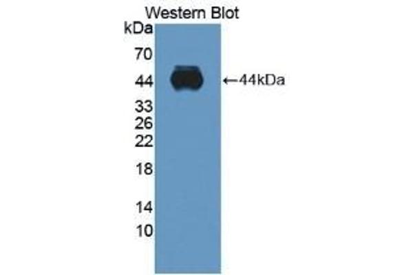 ADAMTS10 Antikörper  (AA 239-602)