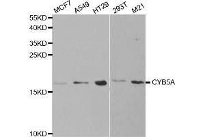 Western blot analysis of extracts of various cell lines, using CYB5A antibody. (CYB5A Antikörper)