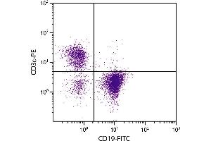 BALB/c mouse splenocytes were stained with Rat Anti-Mouse CD19-FITC. (CD19 Antikörper  (FITC))