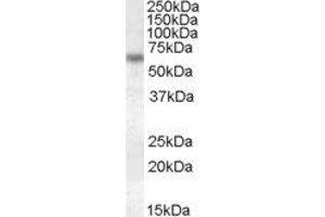 ABIN2562925 (1µg/ml) staining of HeLa lysate (35µg protein in RIPA buffer). (Granulin Antikörper  (Internal Region))