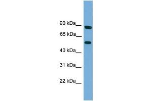 WB Suggested Anti-RFTN2 Antibody Titration: 0. (RFTN2 Antikörper  (N-Term))