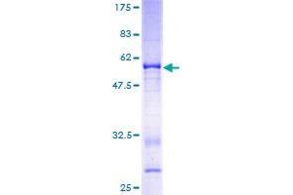 VGLL1 Protein (AA 1-258) (GST tag)