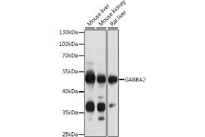 Western blot analysis of extracts of various cell lines, using G antibody (ABIN6134683, ABIN6140901, ABIN6140902 and ABIN6218464) at 1:1000 dilution. (GABRA2 Antikörper  (AA 300-400))