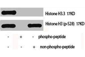 Western Blot analysis of Hela cells using Histone H3. (Histone H3.3 Antikörper)