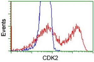 HEK293T cells transfected with either RC200494 overexpress plasmid (Red) or empty vector control plasmid (Blue) were immunostained by anti-CDK2 antibody (ABIN2454523), and then analyzed by flow cytometry. (CDK2 Antikörper)