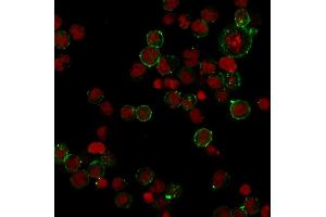 Immunofluorescence Analysis of Human Raji cells labeling HLA-DP with HLA-DP Rabbit Recombinant Monoclonal (HLA-DPB1/2862R) followed by Goat anti-rabbit IgG-CF488 (Green). (Rekombinanter HLA-DPB1 Antikörper)
