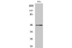 Western Blotting (WB) image for anti-Jun Proto-Oncogene (JUN) (pSer63) antibody (ABIN3172852) (C-JUN Antikörper  (pSer63))