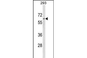 Western blot analysis of DOLK Antibody (Center) (ABIN652781 and ABIN2842513) in 293 cell line lysates (35 μg/lane). (Dolichol Kinase Antikörper  (AA 312-339))
