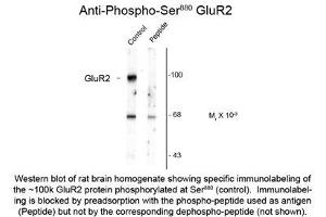 Image no. 1 for anti-Glutamate Receptor, Ionotropic, AMPA 2 (GRIA2) (pSer880) antibody (ABIN956761) (GRIA2 Antikörper  (pSer880))