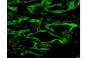 Immunohistochemistry analysis using Rabbit Anti-Aquaporin 4 Polyclonal Antibody . (Aquaporin 4 Antikörper  (C-Term) (Atto 594))