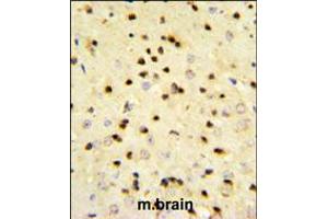 EBP1 Antibody IHC analysis in formalin fixed and paraffin embedded mouse brain tissue followed by peroxidase conjugation of the secondary antibody and DAB staining. (PA2G4 Antikörper  (AA 228-255))