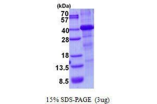 HFE Protein