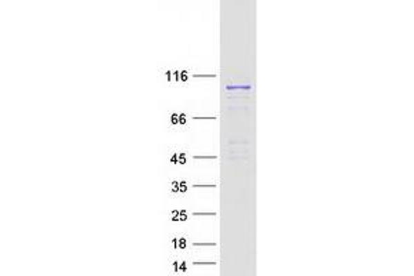 RASEF Protein (Myc-DYKDDDDK Tag)