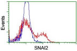 Image no. 8 for anti-Snail Family Zinc Finger 2 (SNAI2) antibody (ABIN1500980) (SLUG Antikörper)