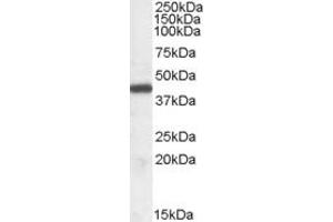 Western Blotting (WB) image for anti-Interleukin Enhancer Binding Factor 2, 45kDa (ILF2) (Internal Region) antibody (ABIN2466528) (ILF2 Antikörper  (Internal Region))