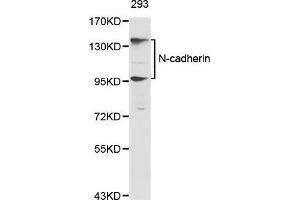 Western Blotting (WB) image for anti-Cadherin 2 (CDH2) (AA 450-550) antibody (ABIN5663657) (N-Cadherin Antikörper  (AA 450-550))