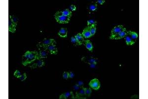 Immunofluorescence staining of HepG2 cells with ABIN7162435 at 1:100, counter-stained with DAPI. (P-Selectin Antikörper  (AA 543-767))