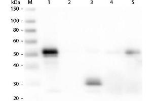 Western Blotting (WB) image for Donkey anti-Rabbit IgG (Fc Region) antibody (Biotin) - Preadsorbed (ABIN349622)