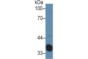 Western Blotting (WB) image for Haptoglobin (HP) ELISA Kit (ABIN6574217)