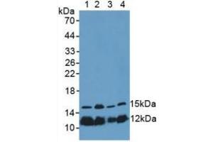 Figure. (Histone H4 Antikörper  (AA 2-103))