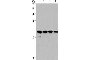 Western Blotting (WB) image for anti-Peptidylprolyl Isomerase F (PPIF) antibody (ABIN2423224) (PPIF Antikörper)