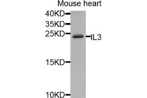 Western blot analysis of extracts of mouse heart, using IL3 antibody. (IL-3 Antikörper)