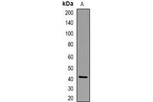 Western blot analysis of CD185 expression in NIH3T3 (A) whole cell lysates. (CXCR5 Antikörper  (N-Term))