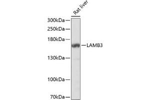 Western blot analysis of extracts of rat liver, using L Antibody  at 1:1000 dilution. (Laminin beta 3 Antikörper  (AA 18-230))