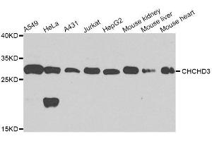 Western blot analysis of extracts of various cell lines, using CHCHD3 antibody. (CHCHD3 Antikörper  (AA 1-227))