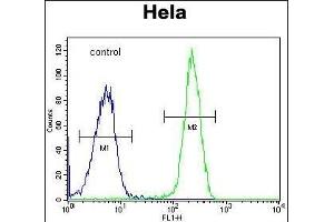 FOXK1 Antibody (C-term) (ABIN1881350 and ABIN2843100) flow cytometric analysis of Hela cells (right histogram) compared to a negative control cell (left histogram). (Foxk1 Antikörper  (C-Term))