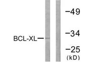 Western blot analysis of extracts from 293 cells, treated with UV 30', using BCL-XL (Ab-47) Antibody. (BCL2L1 Antikörper  (AA 13-62))