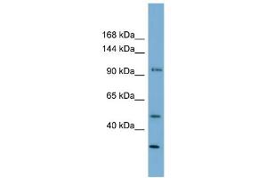 WB Suggested Anti-FAM35A Antibody Titration: 0. (FAM35A Antikörper  (N-Term))