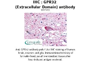 Image no. 1 for anti-G Protein-Coupled Receptor 32 (GPR32) (2nd Extracellular Domain) antibody (ABIN1735059) (GPR32 Antikörper  (2nd Extracellular Domain))